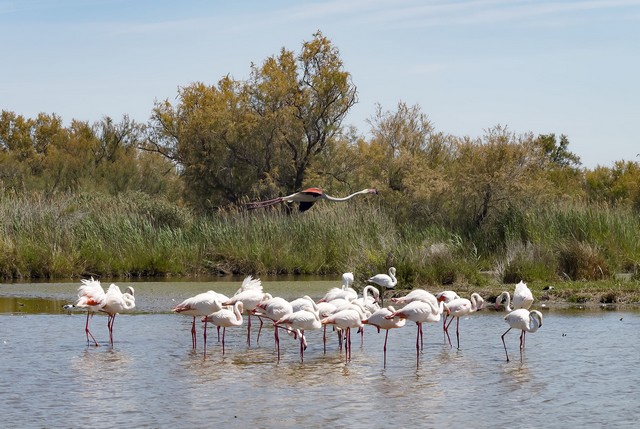 la Camargue et ses flamants roses