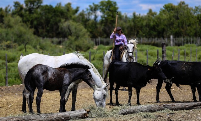 Taureaux et chevaux de Camargue