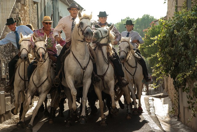 tradition en Camargue, la course