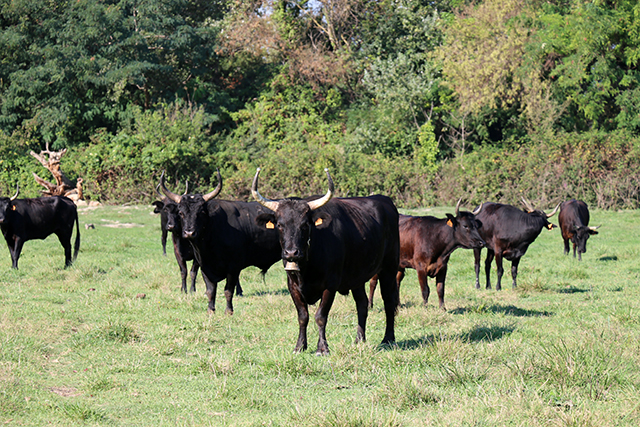 les taureaux au pré