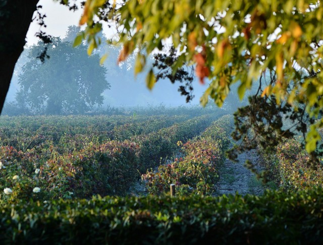 les vignes du domaine Valériole