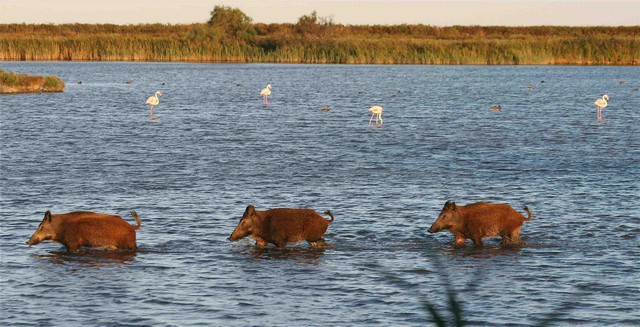 découvrir la faune de Camargue