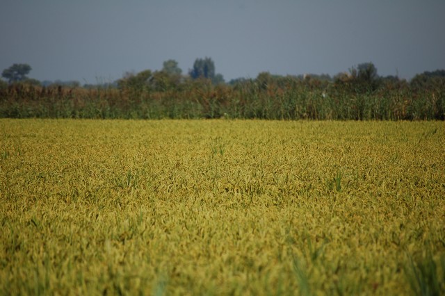 riz de Camargue