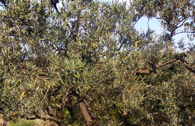 cueillir les olives malgré la Covid