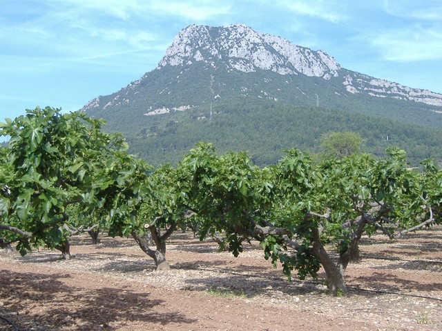 la figue de Sollies