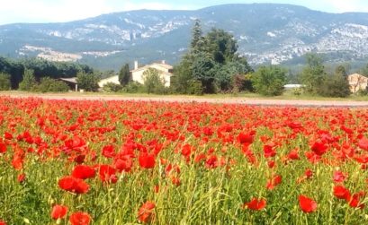 pour l'avenir du foncier agricole