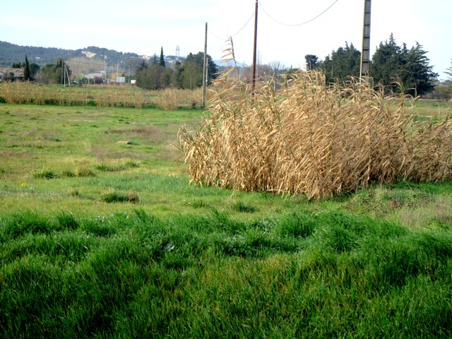 Terrains en friche à Cavaillon promis à l'artificialisation 