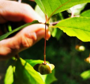 les plantes locales sauvages sont les mieux adaptées à la région