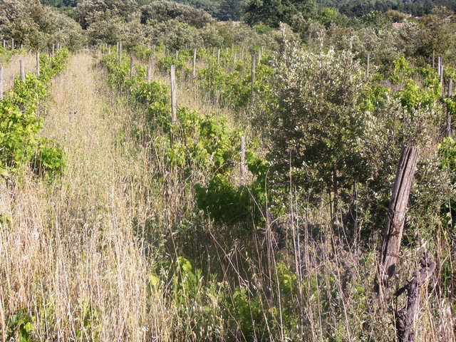 vignes abandonnées sans avenir