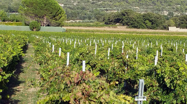 la question du foncier dans les vignes