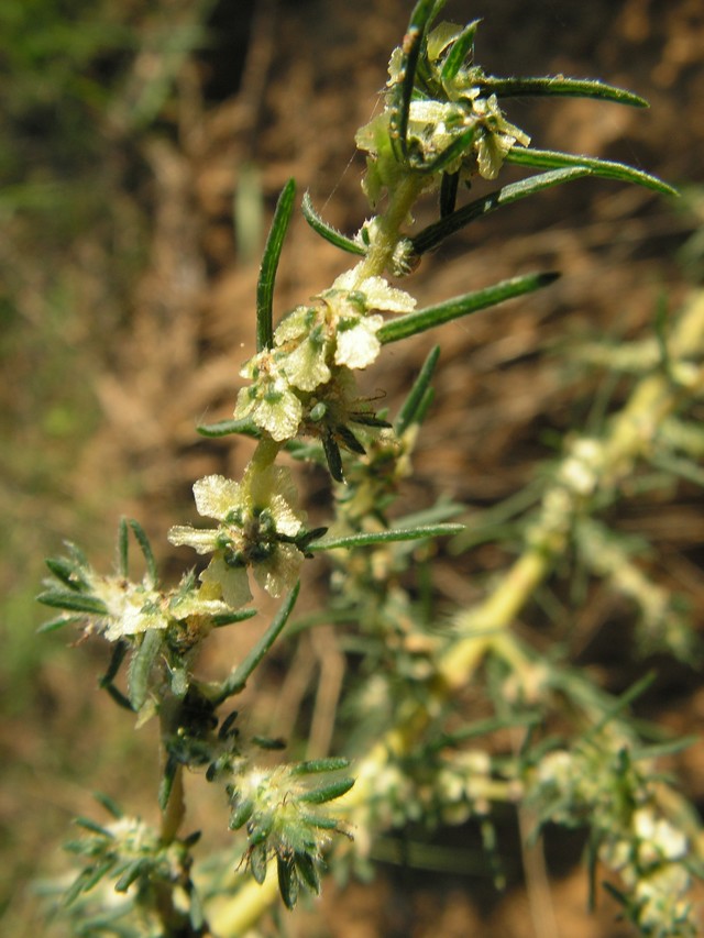 La Bassie à fleurs laineuses sur les rives du Calavon