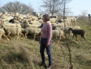 Manon et ses moutons au Calavon
