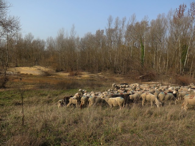 les rives du Calavon