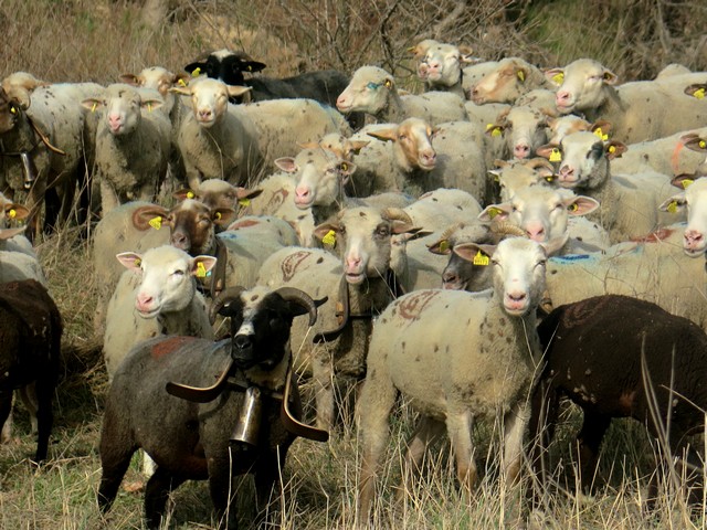 les brebis sur les bords du Calavon