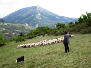 moutons à Castellane