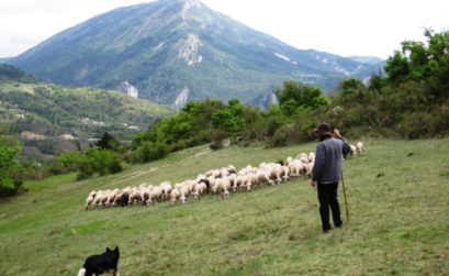 moutons à Castellane