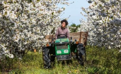 les fleurs donneront des amandes