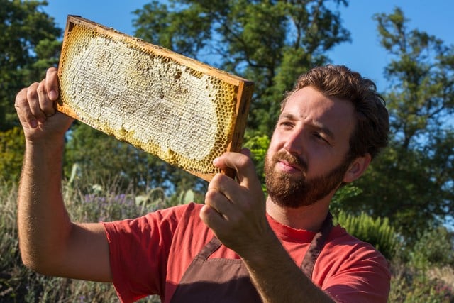 les abeilles pollinisent les amandiers