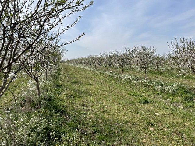 les amandiers des Alpilles