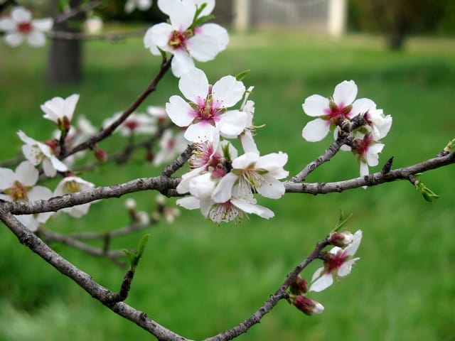 amandier en fleurs à Coustellet