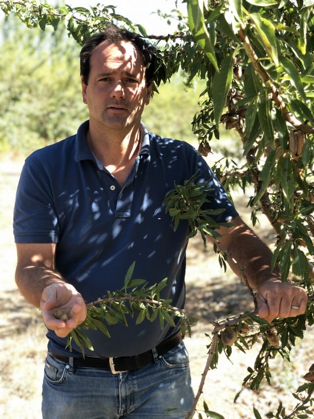 amandes mûres