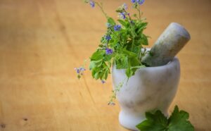 stage phyto plantes