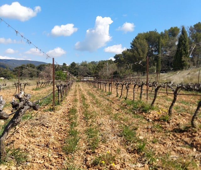 les vignes passent au zéro herbicide