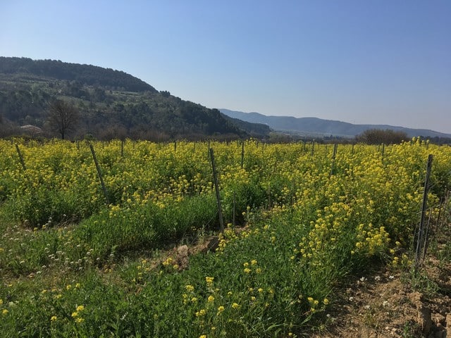 enherbement contre herbicides