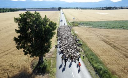 film Sur la route des bergers