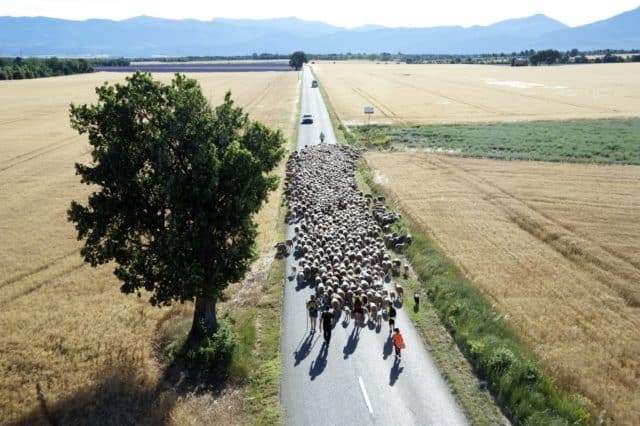 film Sur la route des bergers