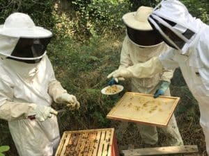 Apiculture au Tiers Lieu la Verrerie