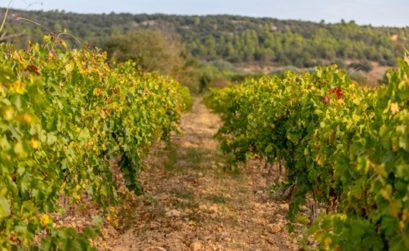 Dracénie Provence Verdon