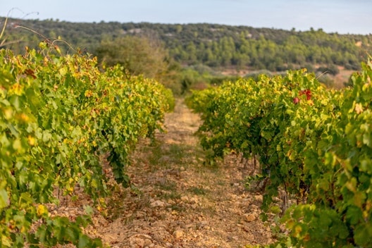 Dracénie Provence Verdon