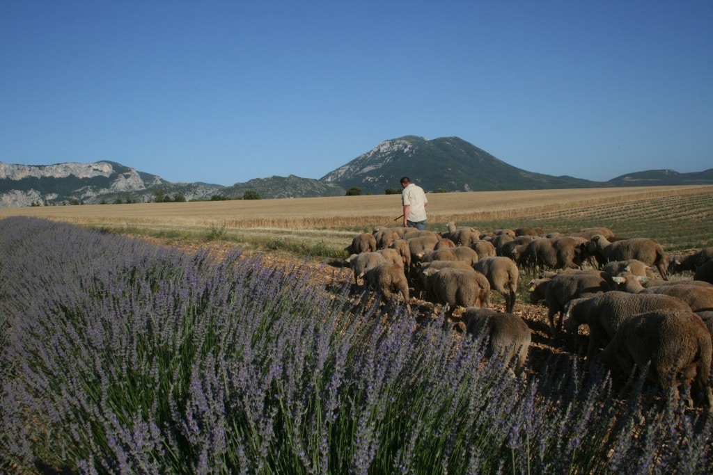 Sur les pas de Giono