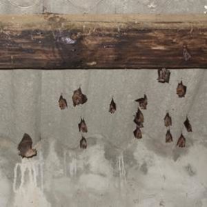 les Petits Rhinolophes dans le Luberon ©PNR LUBERON