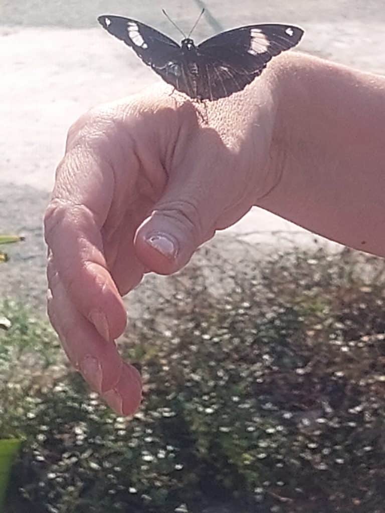 C’est l’effet papillon Bleu Tomate le mag