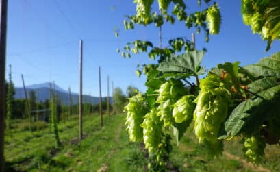 houblon bio paca