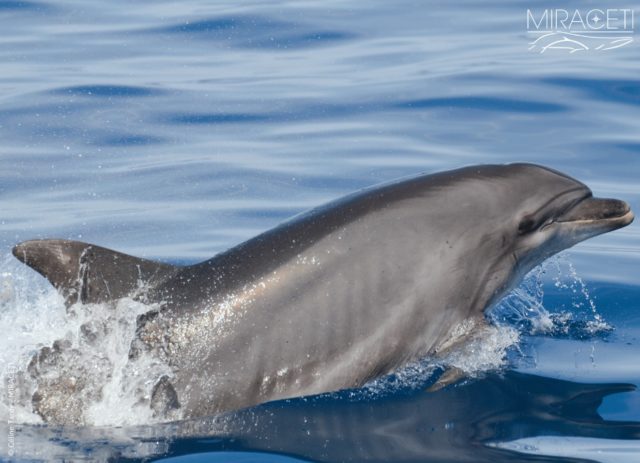 Miraceti observe les dauphins