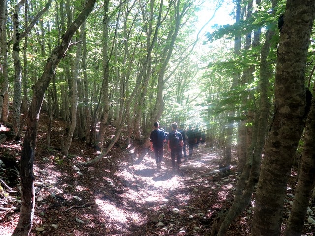 la forêt du Ventoux