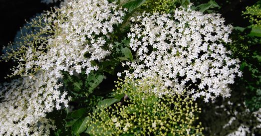 fleurs d'automne