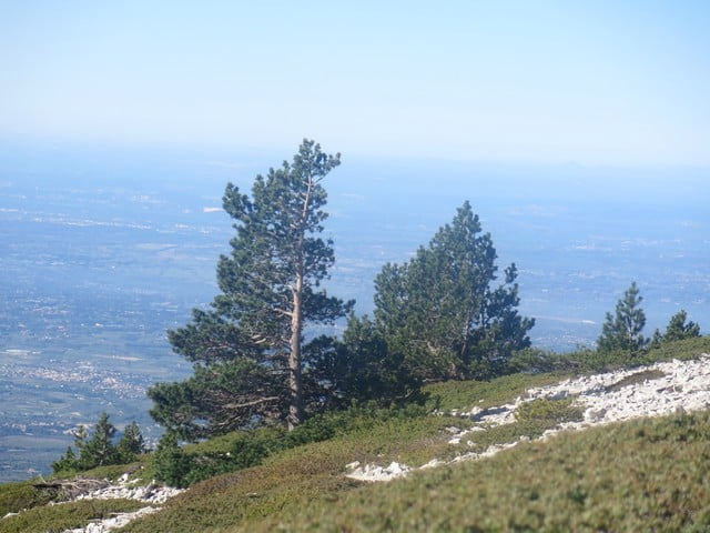 la végétation sur le Ventoux