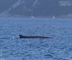 rorqual observé par MIRACETII ©Celine Tardy Miraceti