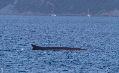 rorqual observé par MIRACETII ©Celine Tardy Miraceti