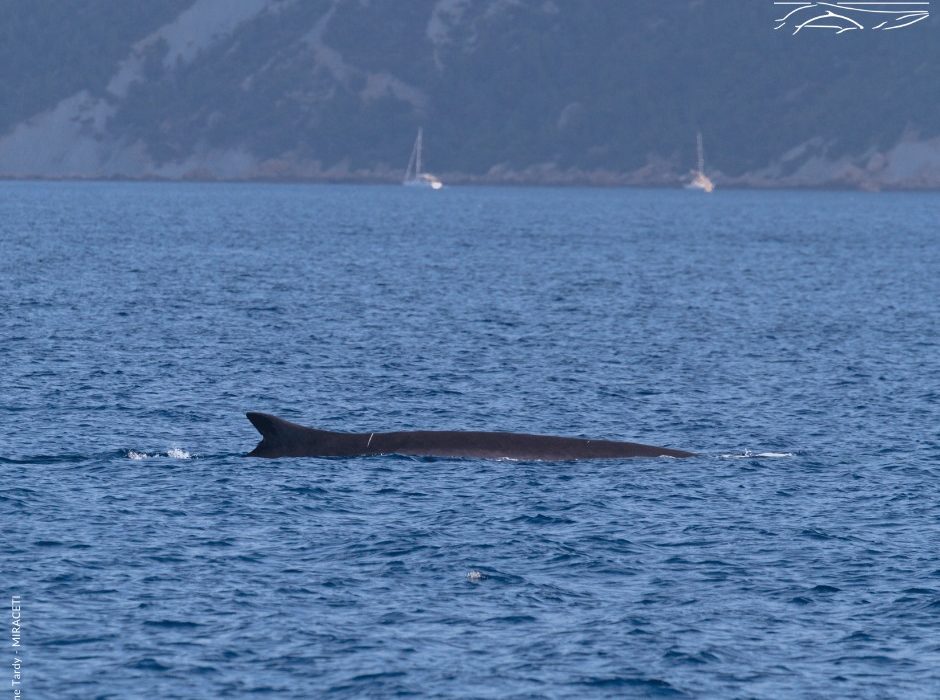 rorqual observé par MIRACETII ©Celine Tardy Miraceti