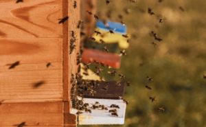 stage apiculteurs contre le varroa