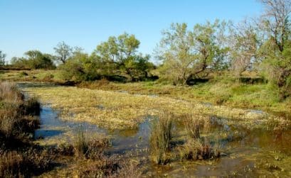 canal d'Amphise dans la Réserve Nationale Naturelle de Camargue