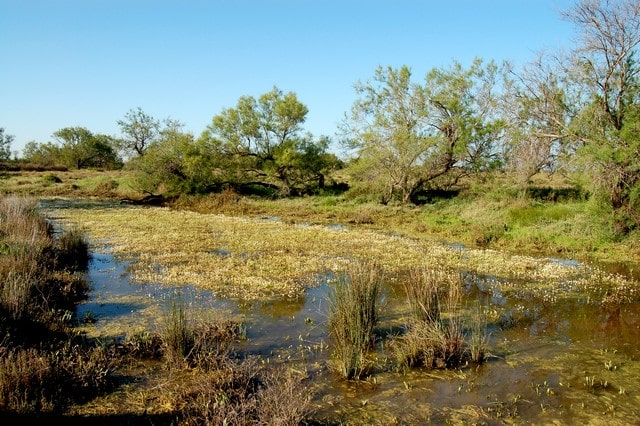 canal d'Amphise dans la Réserve Nationale Naturelle de Camargue