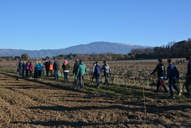 Au pied du Ventoux, plantation