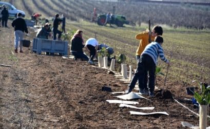 Ventoux, plantations d'arbres