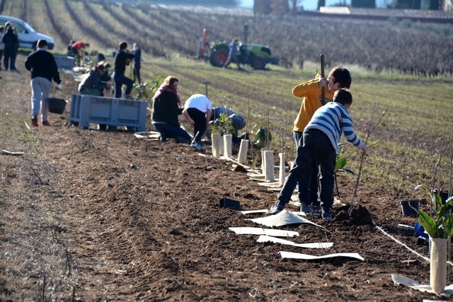 Ventoux, plantations d'arbres